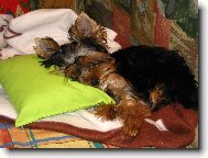 Jorkšírský terier, Yorkshire Terrier,