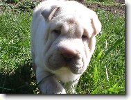 Shar-Pei