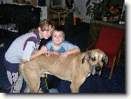 Deutsche Dogge