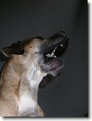 Deutsche Dogge