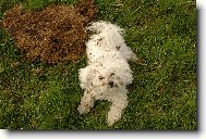 Bichon á poil frisé, Bichon Frise