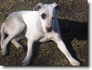 Dogo Argentino