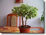 Fikus Bendamina