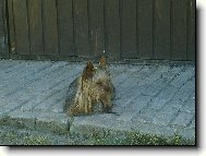 Jorkšírský terier, Yorkshire Terrier,