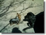Jorkšírský terier, Yorkshire Terrier,