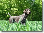 Deutscher Kurzhaariger Vorstehhund
