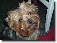 Jorkšírský terier, Yorkshire Terrier,