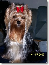 Jorkšírský terier, Yorkshire Terrier,