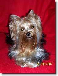 Jorkšírský terier, Yorkshire Terrier,