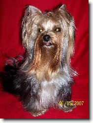 Jorkšírský terier, Yorkshire Terrier,