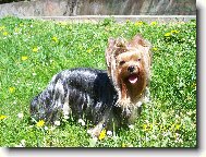Jorkšírský terier, Yorkshire Terrier,