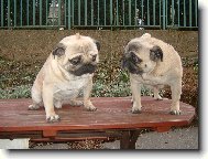 Pug