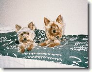 Jorkšírský terier, Yorkshire Terrier,