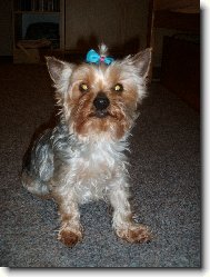 Jorkšírský terier, Yorkshire Terrier,