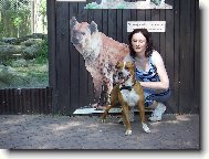 American Staffordshire Terrier