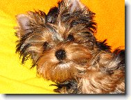 Jorkšírský terier, Yorkshire Terrier,