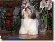 Šicu, Shih-Tzu