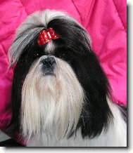 Šicu, Shih-Tzu