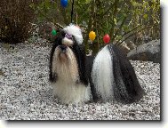 Šicu, Shih-Tzu