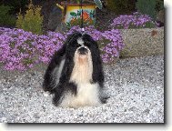 Šicu, Shih-Tzu