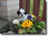 Šicu, Shih-Tzu