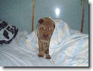 Shar-Pei