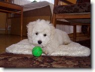 Coton de Tulear