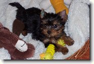 Jorkšírský terier, Yorkshire Terrier,