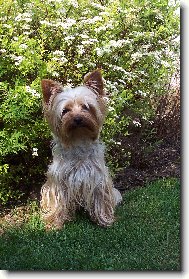 Jorkšírský terier, Yorkshire Terrier,
