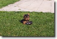 Jorkšírský terier, Yorkshire Terrier,