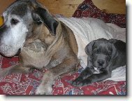 Deutsche Dogge
