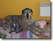 Deutsche Dogge