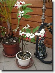 Blahoke, klerodendrum