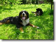 Berner Sennenhund