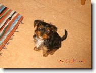Jorkšírský terier, Yorkshire Terrier,