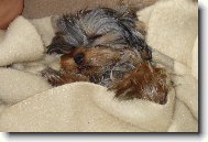 Jorkšírský terier, Yorkshire Terrier,