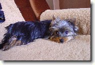 Jorkšírský terier, Yorkshire Terrier,