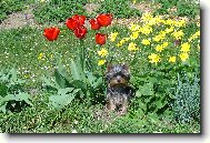 Jorkšírský terier, Yorkshire Terrier,