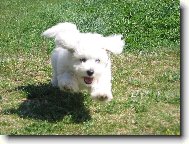 Bichon á poil frisé, Bichon Frise