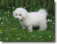 Bichon á poil frisé, Bichon Frise