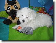 Bichon á poil frisé, Bichon Frise