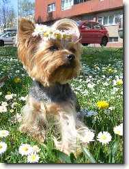 Jorkšírský terier, Yorkshire Terrier,