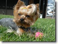 Jorkšírský terier, Yorkshire Terrier,
