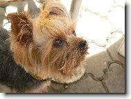 Jorkšírský terier, Yorkshire Terrier,