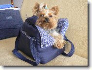 Jorkšírský terier, Yorkshire Terrier,