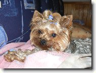 Jorkšírský terier, Yorkshire Terrier,