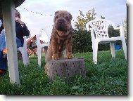 Shar-Pei