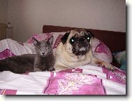 Pug