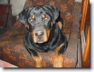 Rottweiler