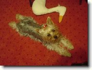 Jorkšírský terier, Yorkshire Terrier,